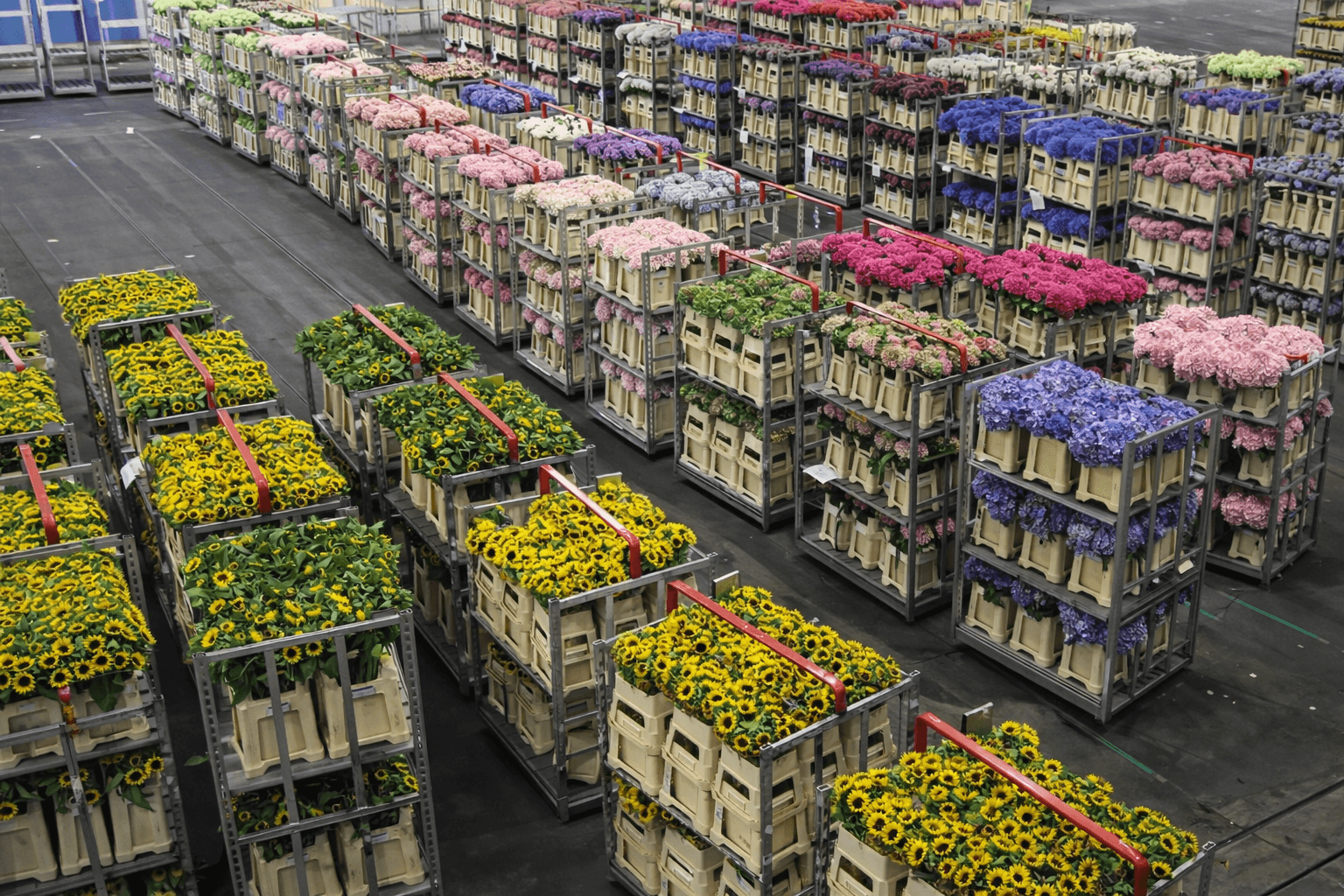 Flower distribution center and warehouse